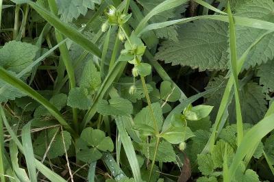 <i>Stellaria media</i>