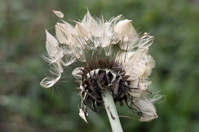 <i>Taraxacum</i>