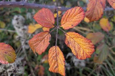 <i>Rubus</i>