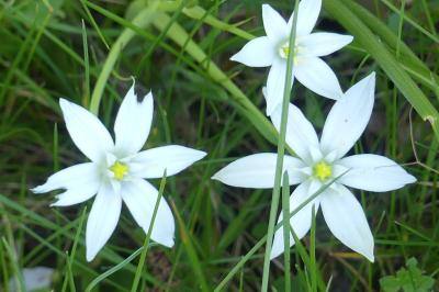 <i>Ornithogalum</i>