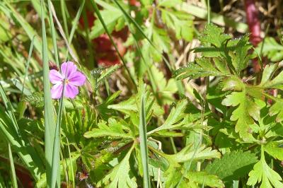 <i>Geranium robertianum</i>