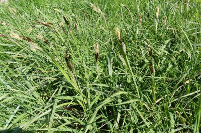 <i>Carex acutiformis</i>