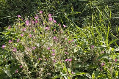 <i>Epilobium hirsutum</i>