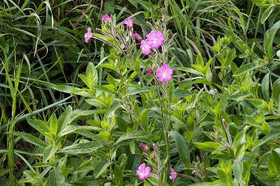 <i>Epilobium hirsutum</i>