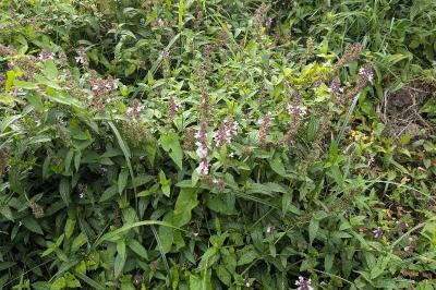 <i>Stachys palustris</i>
