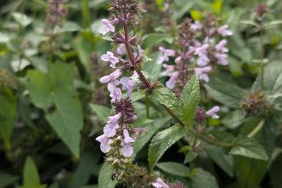<i>Stachys palustris</i>