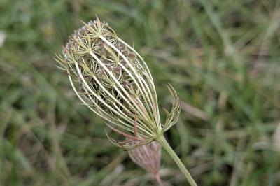 <i>Daucus carota</i>