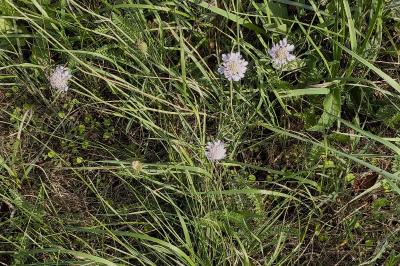 <i>Scabiosa columbaria</i>