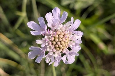 <i>Scabiosa columbaria</i>