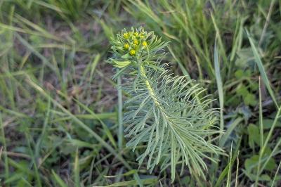 <i>Euphorbia cyparissias</i>