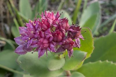 <i>Hylotelephium telephium</i>