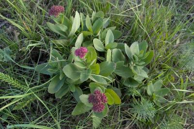 <i>Hylotelephium telephium</i>