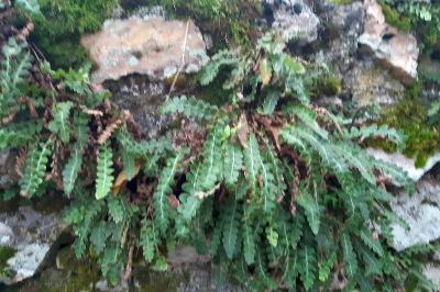 <i>Asplenium ceterach</i>