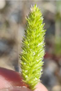 <i>Rostraria cristata</i>