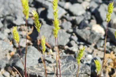 <i>Rostraria cristata</i>