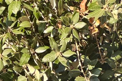 <i>Quercus ilex</i>