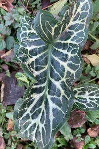 <i>Arum italicum</i>