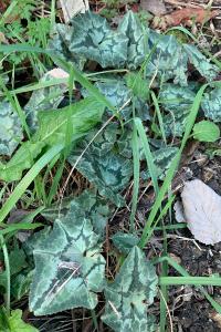<i>Cyclamen hederifolium</i>