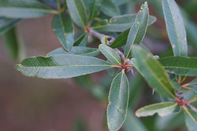 <i>Pyracantha coccinea</i>