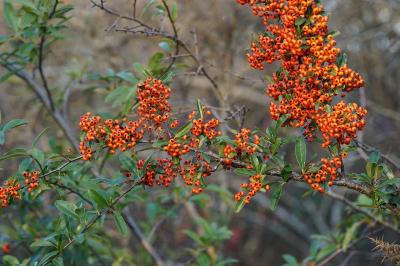 <i>Pyracantha coccinea</i>
