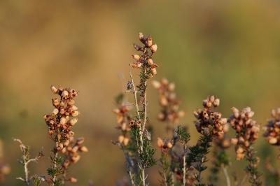<i>Erica cinerea</i>