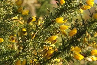 <i>Ulex europaeus</i>