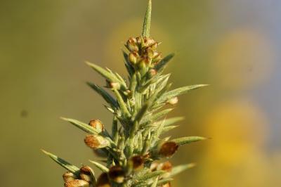 <i>Ulex europaeus</i>