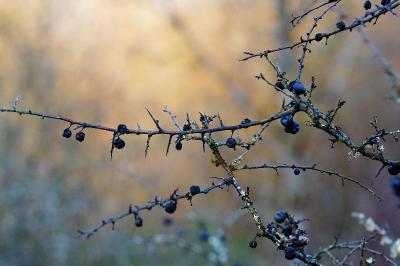 <i>Prunus spinosa</i>
