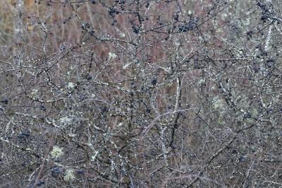 <i>Prunus spinosa</i>