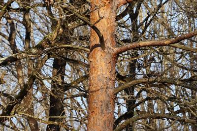 <i>Pinus sylvestris</i>