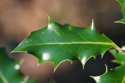 <i>Ilex aquifolium</i>