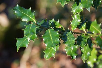<i>Ilex aquifolium</i>