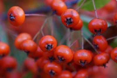 <i>Pyracantha coccinea</i>