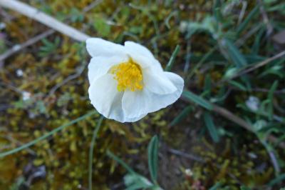 <i>Helianthemum apenninum</i>