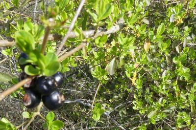 <i>Ligustrum vulgare</i>