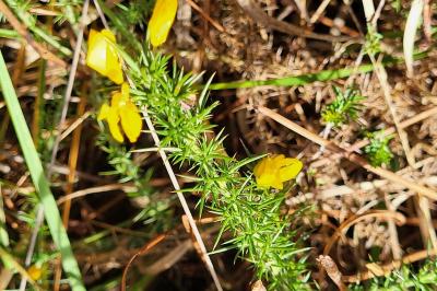 <i>Ulex minor</i>