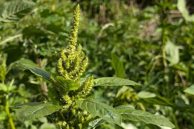 <i>Amaranthus</i>