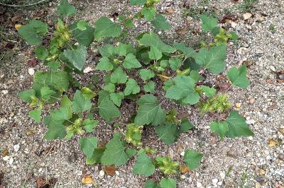 <i>Xanthium orientale</i>