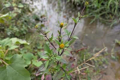 <i>Bidens frondosa</i>