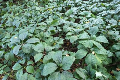<i>Parthenocissus inserta</i>