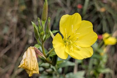 <i>Oenothera</i>
