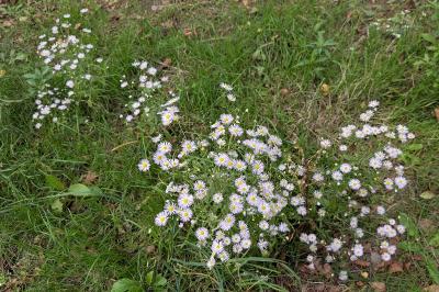 <i>Erigeron annuus</i>