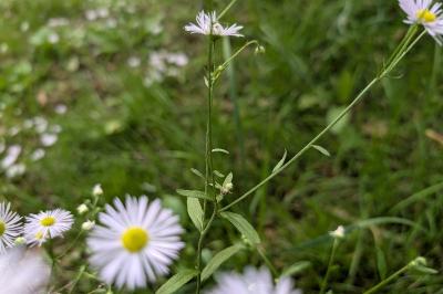 <i>Erigeron annuus</i>