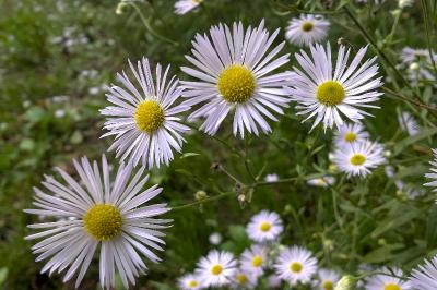 <i>Erigeron annuus</i>