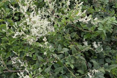 <i>Fallopia baldschuanica</i>