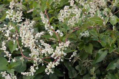 <i>Fallopia baldschuanica</i>