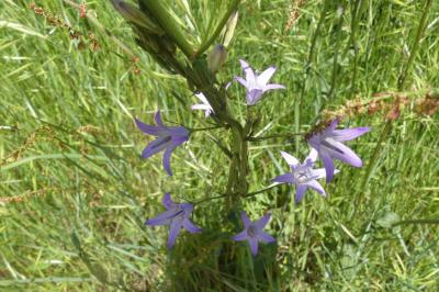 <i>Campanula rapunculus</i>