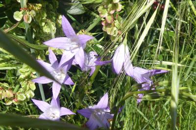 <i>Campanula rapunculus</i>