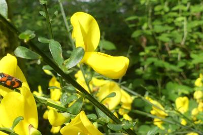 <i>Cytisus scoparius</i>