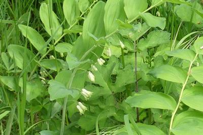<i>Polygonatum multiflorum</i>